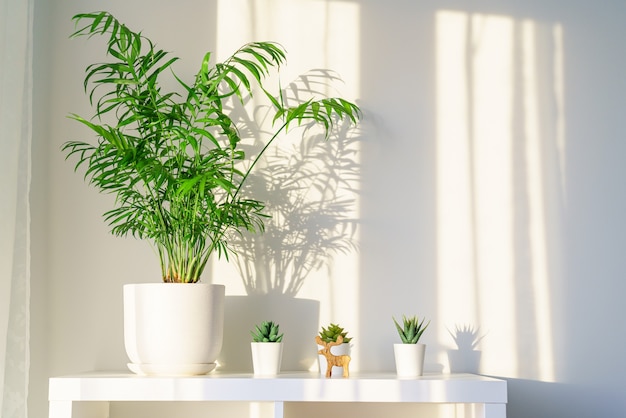 Beautiful palm chamaedorea in flower pot on shelf of rack in apartment