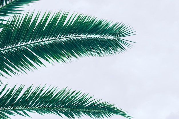 Beautiful palm leaf of coconut tree on a light background in the nature