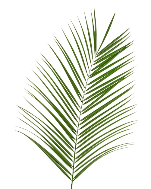 Beautiful palm leaf isolated on white