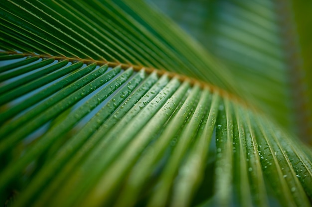 Beautiful palm leaf water droplets and shallow dof as blurred artistic background Tropical plant