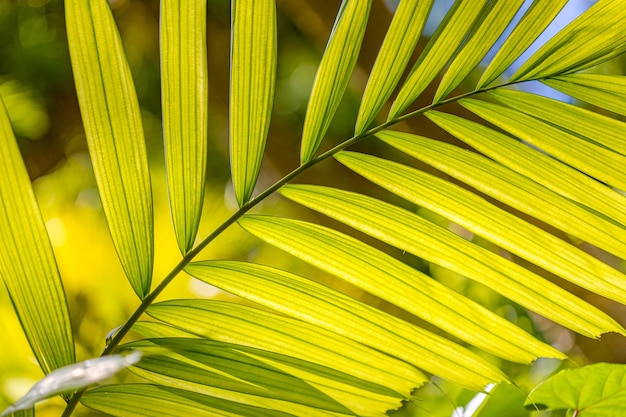 Beautiful palm leaf with water droplet and shallow dof as blurred artistic background Tropical park