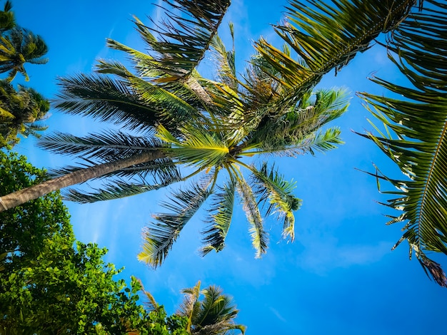 Beautiful palm tree from the bottom on blue sky