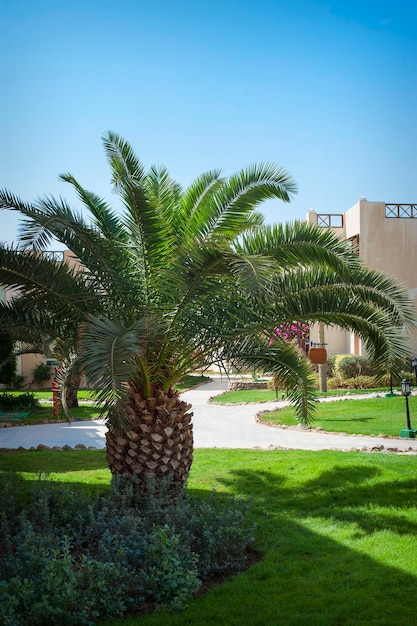 Beautiful palm tree on the hotel