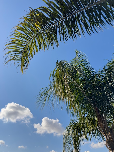 Beautiful palm tree and sky