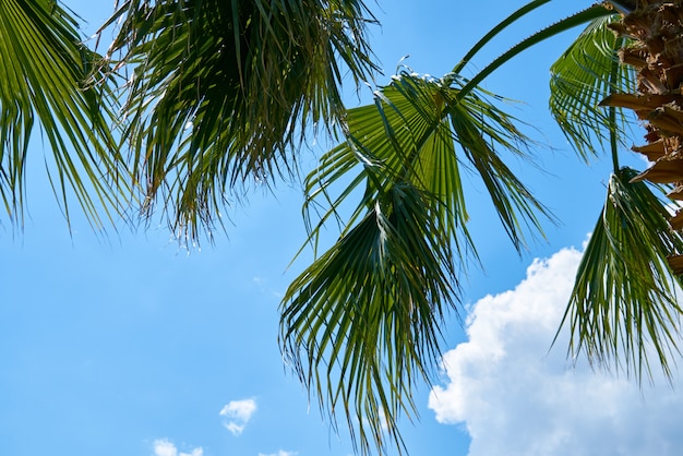 Beautiful palm tree on tropical island