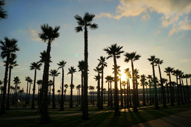 Beautiful palm trees on the city streets