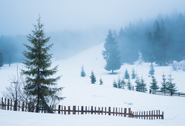 Beautiful panorama of fences peeping out from under high snowdrifts against a background of tall snowy fir trees in fog. The concept of suburban northern European nature