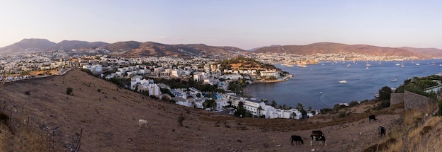 Beautiful panorama with a view of Bodrum cows grazing in the foreground.