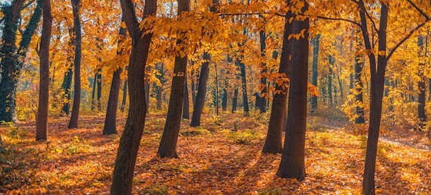 Beautiful panoramic autumn forest nature. Vivid landscape in colorful fall leaves with sun rays