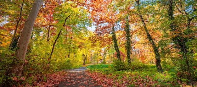 Beautiful panoramic autumn forest nature. Vivid landscape in colorful fall leaves with sun rays