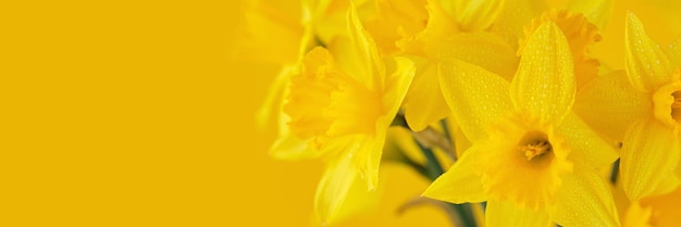 Beautiful Panoramic Spring Nature background with Daffodil Flowers