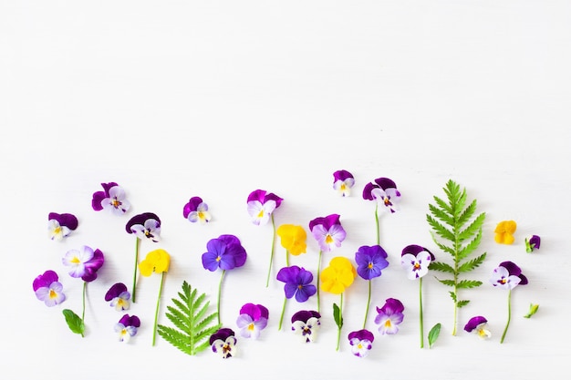 Beautiful pansy summer flowers flatlay on white