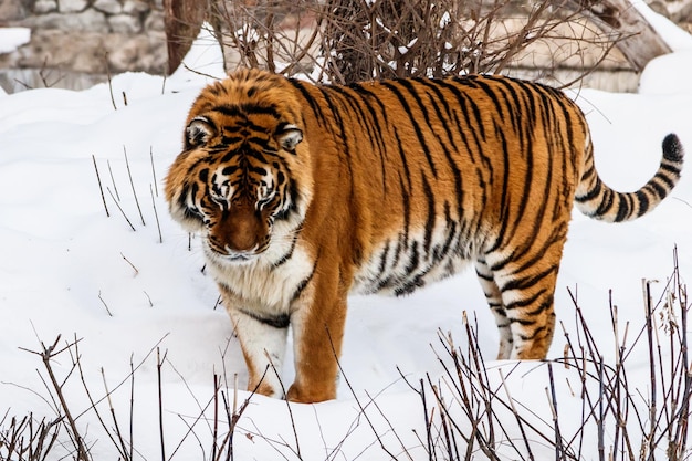 Beautiful panthera tigris on a snowy road