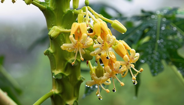 Photo beautiful papaya flowers and buds