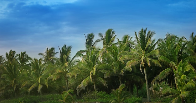 Beautiful paradise coconut palm tree at sunset time Holiday Vacation concept