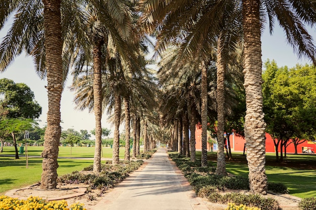 Beautiful park alley with green palm trees in the summer season Walking path with palm trees in city park Alley with palm trees and paws for relaxing in city park