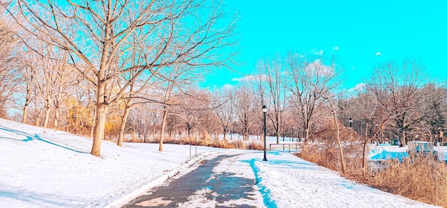 beautiful park in cold weather and snow