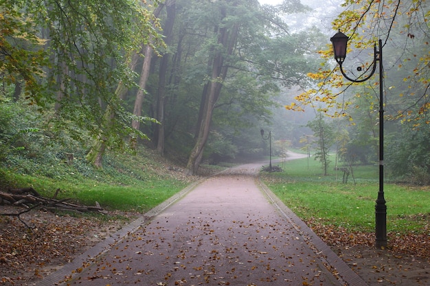 Beautiful park in the fog