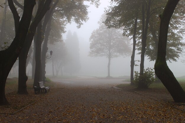 Beautiful park in the fog