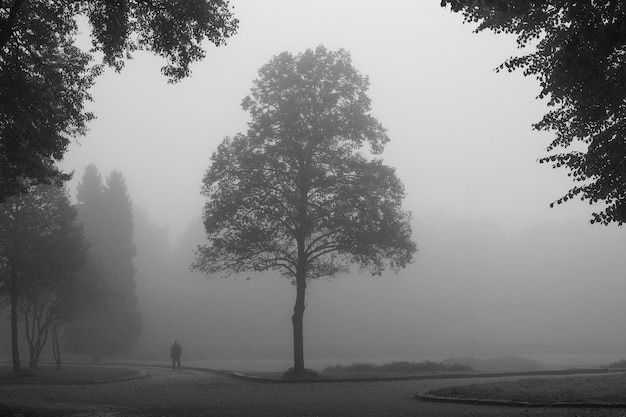 Beautiful park in the fog