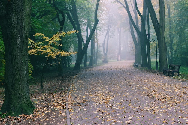 Beautiful park in the fog