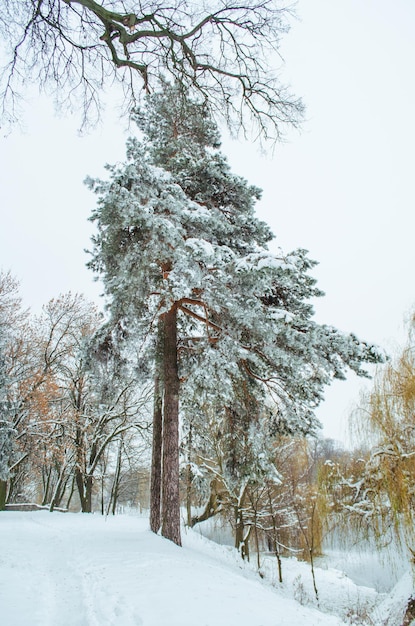 Beautiful park in the winter