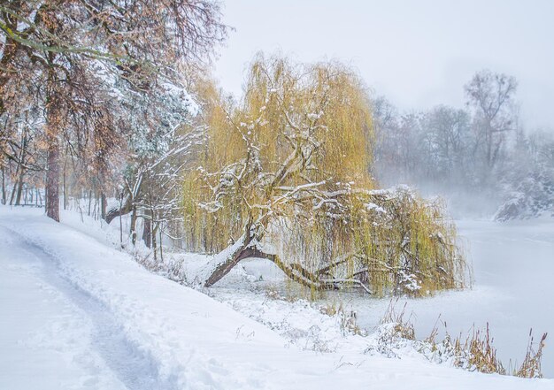 Beautiful park in the winter