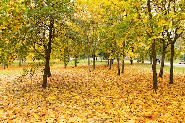 Beautiful park with maple trees in autumn.