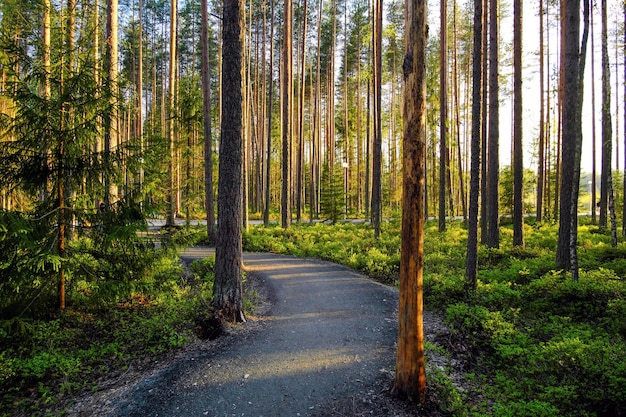 Beautiful park with tall pine trees during sunset Karelia