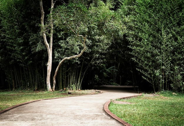 Beautiful park with trees and alley