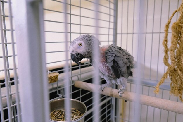 Beautiful parrot in the cage