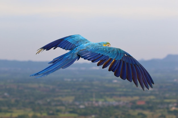 Beautiful parrot flying over the mountain Free flying bird