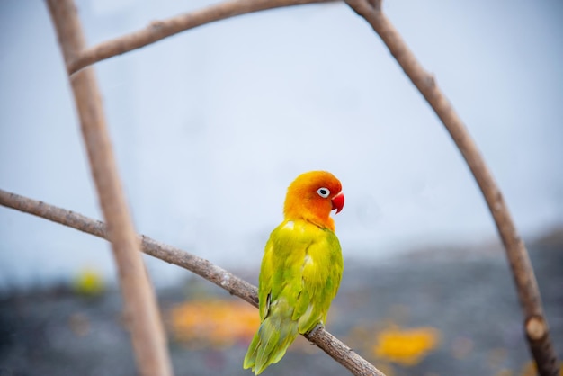 beautiful parrot lovebird isolated on white background