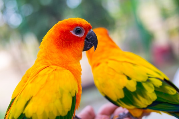 Beautiful parrot, Sun Conure on tree branch.