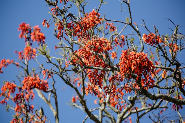 Beautiful parrot in the tree feeding in the winter in Brazil