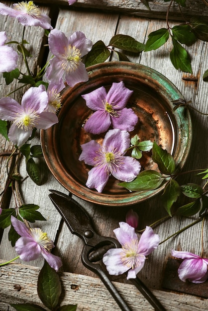 Beautiful pastel pink clematis flowers in a vintage brass bowl with water