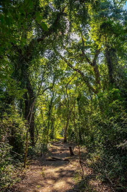 A beautiful path in the forest of the temples of Copan Ruinas Honduras