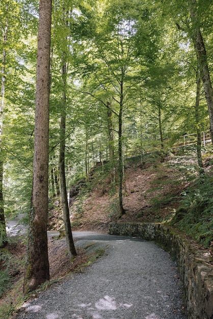 Beautiful path in the forest