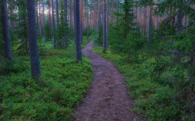 A beautiful path in a light pine forest with blueberry bushes at sunset