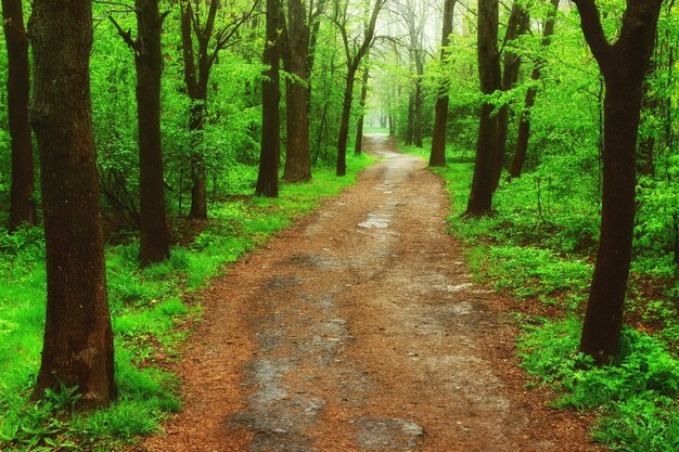 Beautiful path in the summer forest