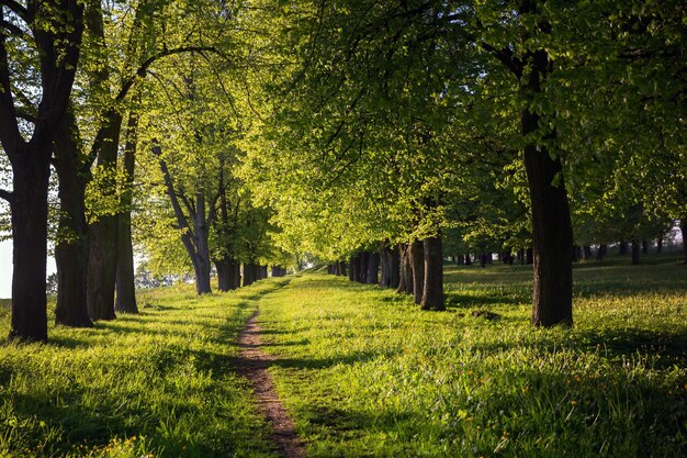 Photo beautiful path among the trees sunset light