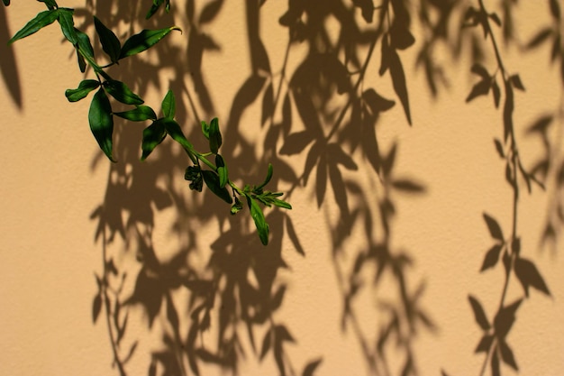 Beautiful patterned shadow of a tree with branches on a yellow wall of plaster Abstract black shadow background of natural leaves tree branch