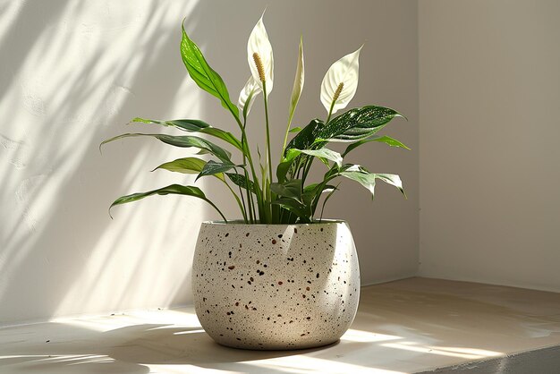 A Beautiful Peace Lily House Plant