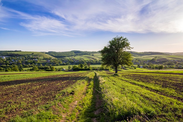 Beautiful peaceful spring wide panorama of green fields stretching to horizon under clear bright blue sky with big green tree on distant hills and village background. Agriculture and farming concept.