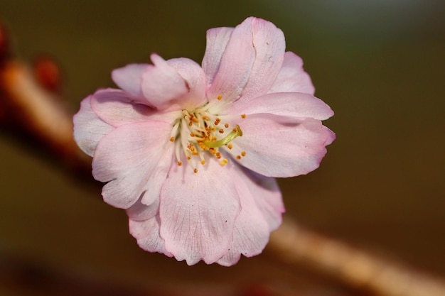 beautiful peach tree blossom in tokyo