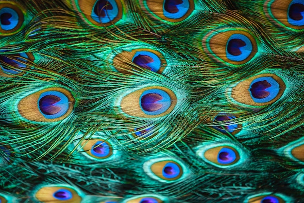 Beautiful peacock bird tail feathers in close up