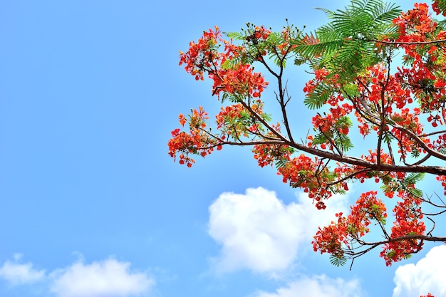 Beautiful peacock flowers with blue sky background