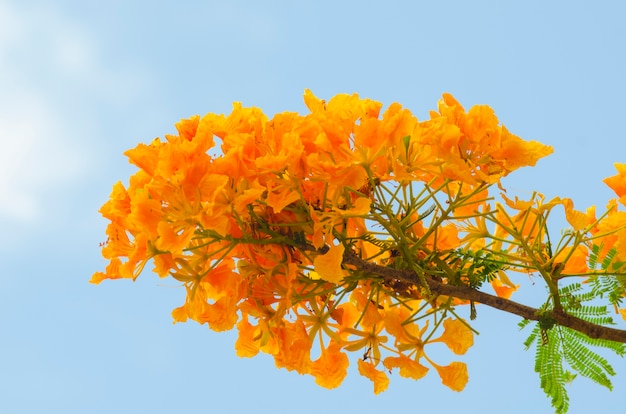 Beautiful peacock flowers with blue sky, Thailand