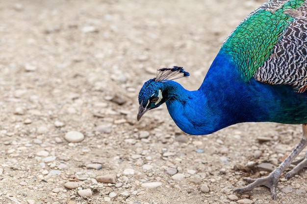 A beautiful peacock with bright feathers walks next to tourists