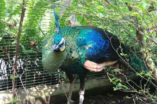 Beautiful peacocks for the eyes